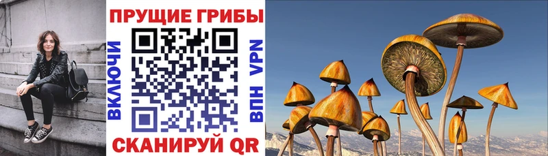 MEGA ссылки  Горячеводский  Псилоцибиновые грибы Psilocybe 